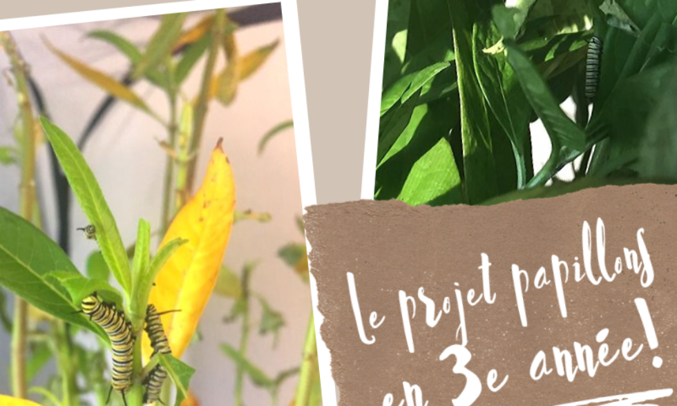 Le projet papillons en 3e année Le projet papillons en 3e année
