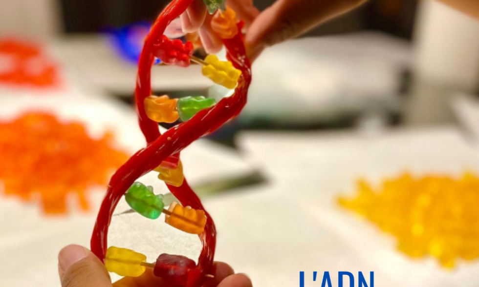 L’ADN en bonbons au Secondaire! L’ADN en bonbons au Secondaire!